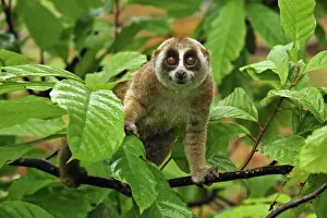 Sunda Slow Loris - Gunung Leuser National Park - Northern Sumatra - Indonesia