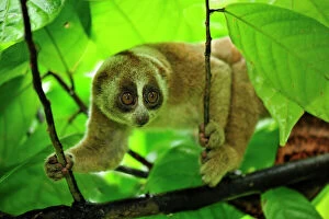Images Dated 12th December 2008: Sunda Slow Loris (Nycticebus coucang)