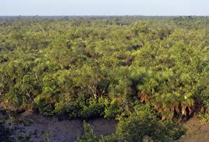 Mangroves Prints: Sunderbans - the largest stretch of mangroves forest anywhere in the world