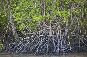 Mangrove Gallery: Sunderbans national park, West Bengal, India
