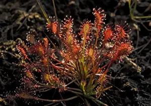 Clump Prints: Sundew