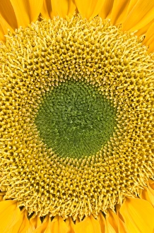 <b class=qtipBold><figcaption>Sunflower</figcaption></b><br>FEU-401 Sunflower Helianthus sp. Geoff du Feu Please note that prints are for personal display purposes only and may not be reproduced in any way.<br><em>© Geoff du Feu/ardea.com</em> Sunflower