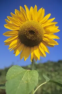Crops Prints: Sunflower