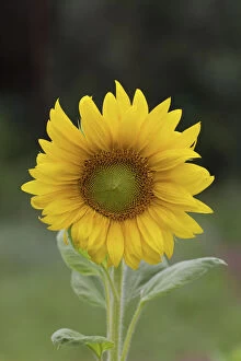 Images Dated 10th August 2014: Sunflower
