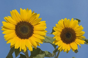 Images Dated 15th July 2006: Sunflower