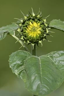 Images Dated 27th August 2007: Sunflower - blossom about to open, Lower Saxony, Germany
