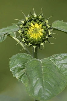 Images Dated 27th August 2007: Sunflower - blossom about to open, Lower Saxony, Germany