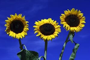 Images Dated 15th July 2006: Sunflower- against blue sky, Hessen, Germany