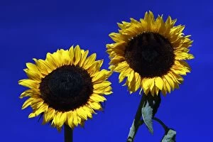 Images Dated 15th July 2006: Sunflower- against blue sky, Hessen, Germany