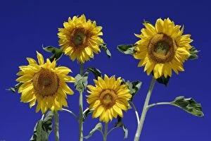 Images Dated 17th July 2006: Sunflower- against blue sky, Hessen, Germany
