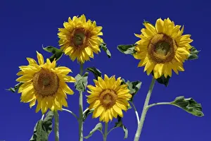 Sunflower- against blue sky, Hessen, Germany