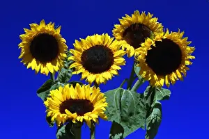 Sunflower- against blue sky, Hessen, Germany