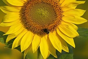 Images Dated 18th August 2012: Sunflower with Buff-tailed Bumblebee (Bombus)