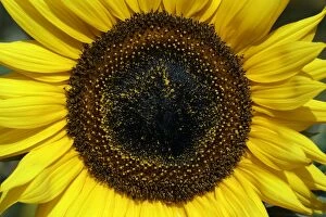 Images Dated 22nd July 2006: Sunflower- a close detailed study, Hessen, Germany