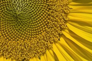 Annuus Gallery: Sunflower close-up