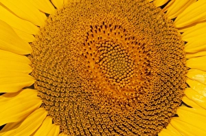 <b class=qtipBold><figcaption>Sunflower - Close-up</figcaption></b><br>CAN-1249 Sunflower - Close-up Helianthus annuus John Cancalosi Please note that prints are for personal display purposes only and may not be reproduced in any way.<br><em>© John Cancalosi/ardea.com</em> Sunflower - Close-up
