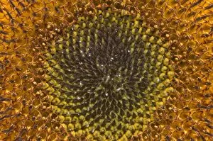 Sunflower - Close-up flower, seed
