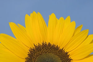 Images Dated 15th July 2006: Sunflower Close-up of the yellow flower