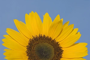 Images Dated 15th July 2006: Sunflower Close-up of the yellow flower