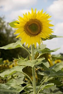 Images Dated 3rd August 2007: Sunflower as crop