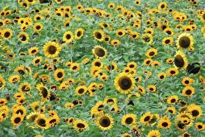 Images Dated 8th August 2007: Sunflower - crop in field, Lower Saxony, Germany