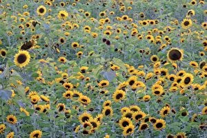 Images Dated 5th August 2007: Sunflower - crop in field, Lower Saxony, Germany