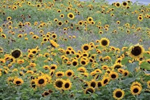 Images Dated 5th August 2007: Sunflower - crop in field, Lower Saxony, Germany