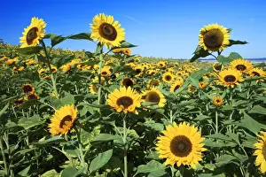 Sunflower - crop in field, Lower Saxony, Germany