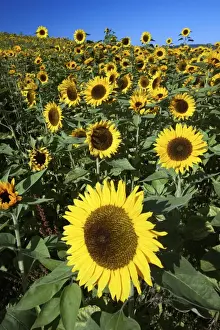 Sunflower - crop in field, Lower Saxony, Germany