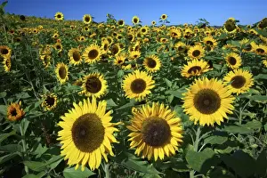 Sunflower - crop in field, Lower Saxony, Germany