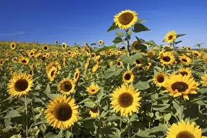 Sunflower - crop in field, Lower Saxony, Germany