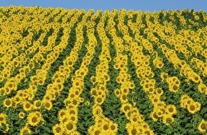 Annuus Gallery: Sunflower cultivations in the Campina Cordobesa