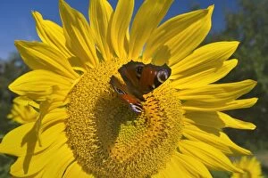 Images Dated 17th August 2013: Sunflower with European Peacock Butterfly