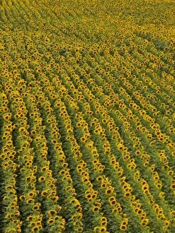 Images Dated 10th July 2012: Sunflower field