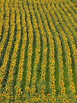 Images Dated 10th July 2012: Sunflower field