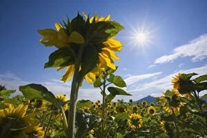 Images Dated 3rd July 2011: Sunflower - field of blooming Sunflowers and sun in summer