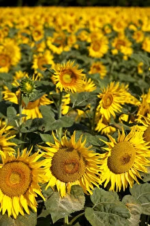 Floral Gallery: Sunflower field near Saint Remy de-Provence