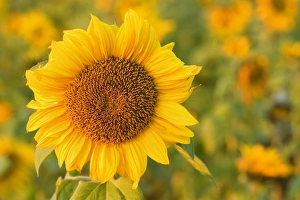 Images Dated 1st November 2007: Sunflower - a field of sunflowers with one single flower accentuated in the foreground