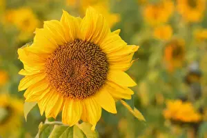 Sunflower - a field of sunflowers with one single flower accentuated in the foreground, in last evening light - Baden-Wuerttemberg, Germany