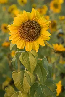 Sunflower - a field of sunflowers with one single flower accentuated in the foreground, in last evening light - Baden-Wuerttemberg, Germany