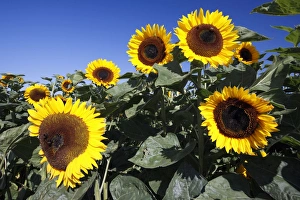 Sunflower - against blue sky