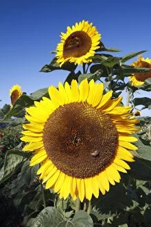 Sunflower - flower heads against blue sky