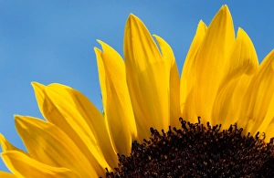 Sunflower - France