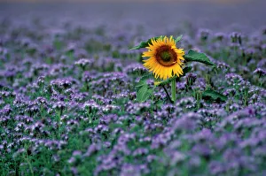 Stand Out Collection: Sunflower - France