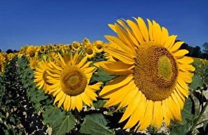 Sunflower - France