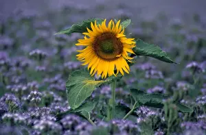 Stand Out Prints: Sunflower - France