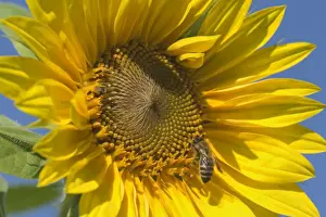 Drinking Nectar Prints: Sunflower - a honey bee gathers nectar on a single sunflower against blue summer sky - Baden-Wuerttemberg