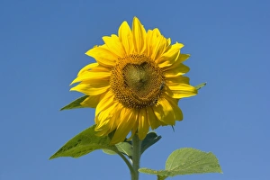 Images Dated 26th August 2007: Sunflower - two honey bees gather nectar on a single sunflower