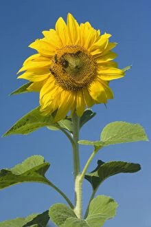 Sunflower - two honeybees (apis mellifera) gather nectar on a single sunflower, against blue summer sky