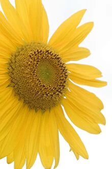 Images Dated 2nd November 2006: Sunflower Norfolk UK
